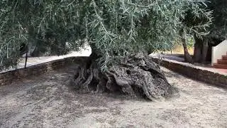 The World&rsquo;s Oldest Living Olive Tree Is in Crete