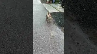 Unbreakable bond between cat and dog