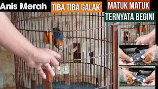 Anis Merah Galak Matukin tangan ,loncat2  Ternyata per Masalahan ada di Bulu.
