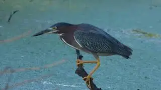 close up of green heron