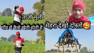  खेतों की स्वादिष्ठ मूली 😁दोस्तों क्या आपने कभी मेहरा देखा है #farming #vlog