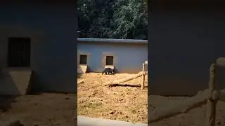 Sloth Bear||Beautiful Bear Video||Patna Zoo||Best Places To Visit In Patna