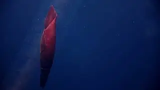 NC Aquarium Conservation Success Stories