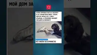 Гениальная идея 😂 #мем смех #смешныевидео #прикол #шутки #jokes #shorts #shortvideo #юмор #мем