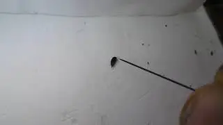 Tumbling flower beetle
