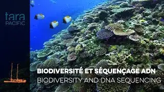 [Tara Pacific] Biodiversité et séquençage ADN // Biodiversity and DNA sequencing