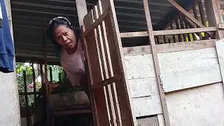SAMBAT TOBAT REGO KAMBING KOYO REGO  JAGUNG