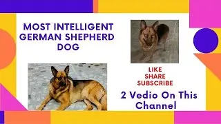 Most Intelligent Dog German Shepherd 🐶|| Better Than Humans. Dangerous? ||