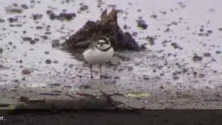 Nesting Plovers
