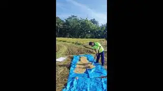 Rural Paddy Drying Technique for Perfect Grain Quality #RuralAgriculture #TraditionalFarming