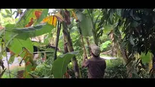 Traditional Field Plowing for Rice Farming Success #RuralAgriculture #TraditionalFarming