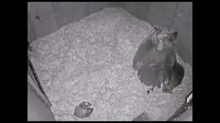 A Day in the Life of a Hibernating Brown Bear and Her Cubs
