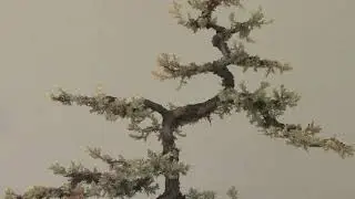 Lesson from a Dead Juniper Bonsai