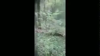 ЭТО ВСЕ ГРИБЫ ! 