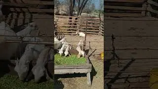 #sanen #goats #tedi #dairyfarming #farming