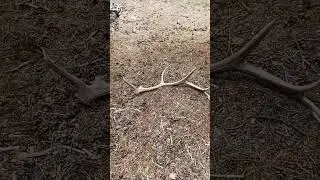 ::LATE MAY 2022 COLORADO SHED HUNT::