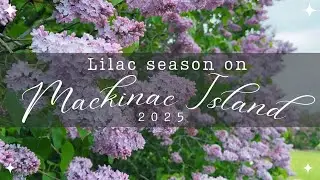 Lilac Season on Mackinac Island / 2025