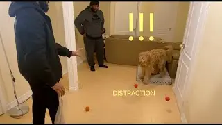 TRAINING YOUR DOG TO IGNORE DISTRACTIONS PnP Vlog #7