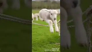 When the Whole Group Joins In 🐑🪢 | Wild AI Animal Log