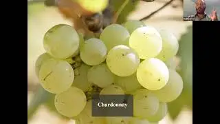 Intro to Burgundy