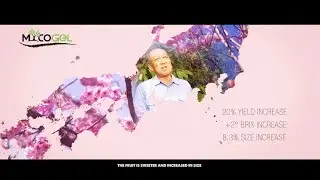 Mycogel experience in cherry tree [Japan]  | Agrocode