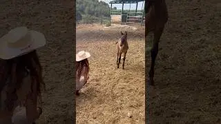 #spanish #horse #spanishhorse #caballos #cavalo #horses #equestrian #mare #yeguas #foal