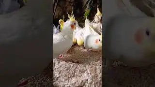 #nature #birds #cocktail #sunset