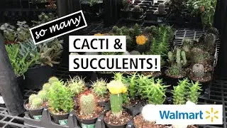 So Many Cacti and Succulents! Plant Shopping with Me at Walmart