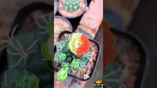 flowering cactus house plants #flowers #cactusflower #shortsfeed #amazing