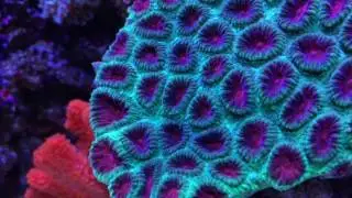 Aqua One Mini Reef 90 Litre &ndash; Part 2