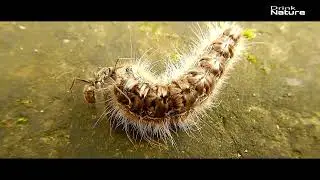 Ants attack Worm || Drink Nature
