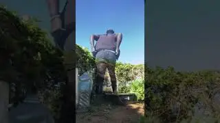 Washing the 1st harvest of Napa/Chinese Cabbage 🥬 #zulu #garden #gardentour #growingveg