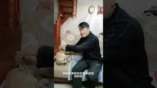 #French Fighting is the cutest French fighting#Daily Life of French Fighting#Daily Dog