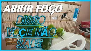 como foguear fibrar por ordem no azulao pardo ou azul frio