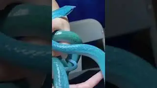 Beautiful Blue Rhino rat snake 🐍🐍🐍#snake #blue_rhino_snake #trending