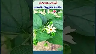 Parijat leaves can cure any pain | #parijatleaves #shorts #trending #healthtips #painrelief