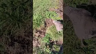 There's a plethora of sounds in this video 😆 #chickens #hen #foraging #noises #backyardchickens