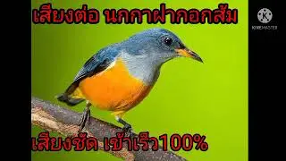 เสียงต่อ นกกาฝากอกส้ม เสียงชัด เข้าเร็ว1,000%ทดสอบมาแล้ว ฝากกดติดตาม เพื่อเป็นกำลังใจด้วยน่ะค่ะ