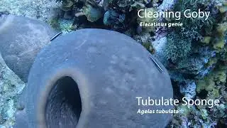 Cleaning Goby (Elacatinus genie) and Tubulate Sponge (Agelas tubulata) Discovery Bay, Jamaica