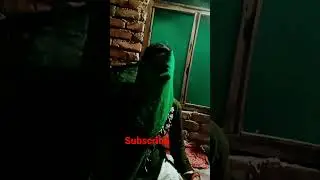 bull bull birah me mar gayi #sashikumar #shortvideo