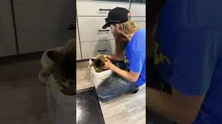 Bucket Cat 2.0: Part 1