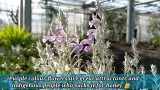 Eremophila nivea- Emu bush/Snow white #OneDayOnePlant #floratoskana