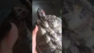 My Turtle enjoyed sun bath ,Vitamin D for Turtle | Nemo turtle 🐢