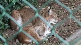 Eurasian Lynx, Axe Valley Wildlife Park (9th August 2024)