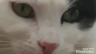 Mon chat est un rebelle