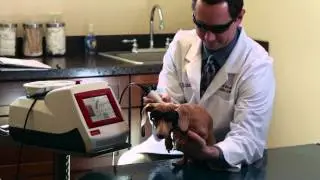 Early Diagnostic Tool Helps Pets Recover Faster