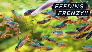 Feeding Frenzy: 120 Baby Rainbow Trout