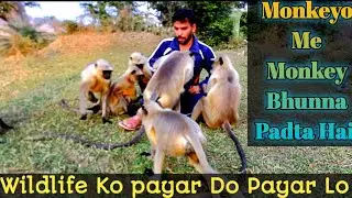 दोस्तों का गजब प्यार आपकों भी भावुक कर देगा ||Monkeyo Me Monkey Bhunna Padta Hai ||#MonkeyFriendship