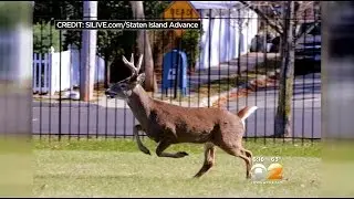 Assemblyman Joe Borelli Calls Attention To Increased Deer Population On Staten Island