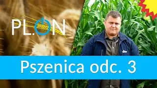 PL.ON Pszenica #3: wyb&oacute;r odmiany pszenicy do siewu po kukurydzy